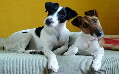 chilean fox terrier dogs - caring