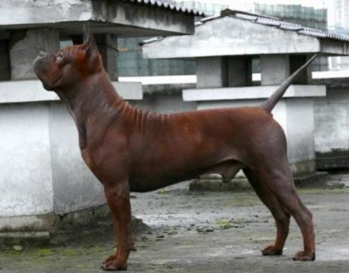 chinese chongqing dog dog