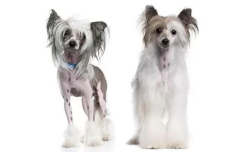 chinese crested dog dogs - caring