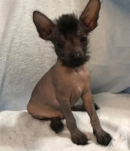 chinese crested dog puppy - description