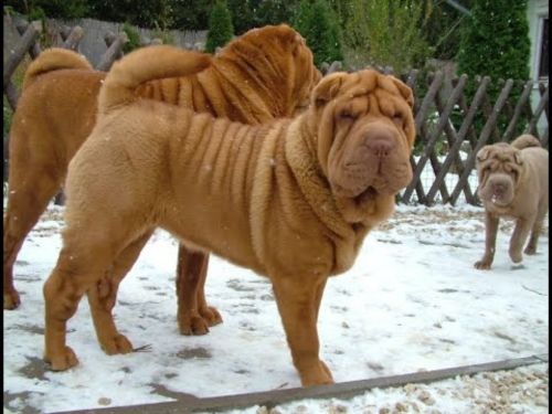 chinese shar pei dogs