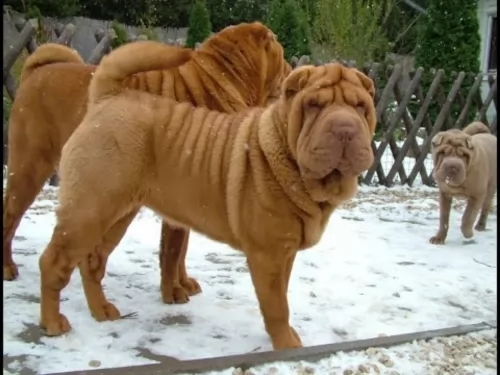 chinese shar pei dogs - caring