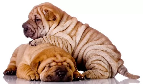 chinese shar pei puppies - health problems