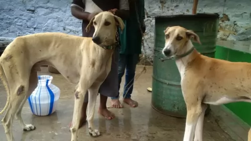 chippiparai dogs - caring