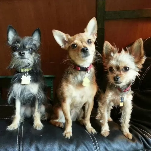 chorkie dogs - caring