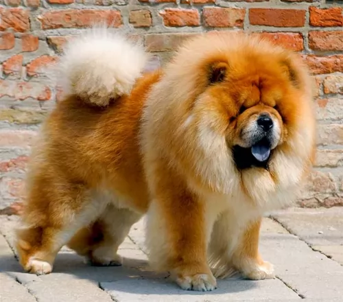 chow chow - history