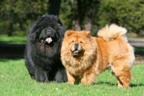 chow chow dogs
