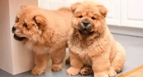 chow chow puppies - health problems