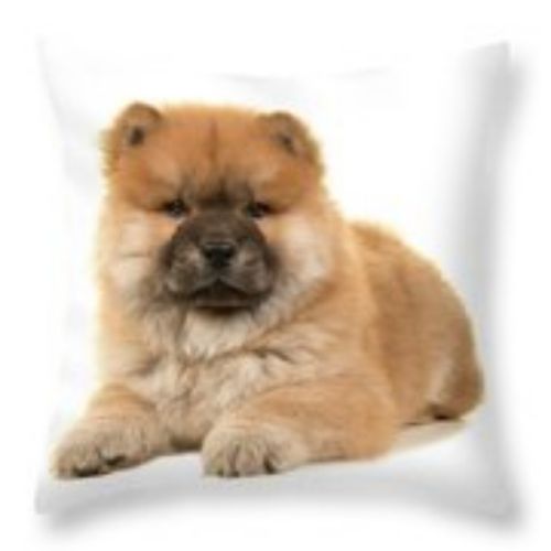 chow chow puppy