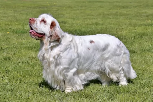 clumber spaniel dog - characteristics