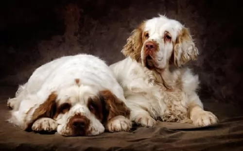 clumber spaniel dogs - caring