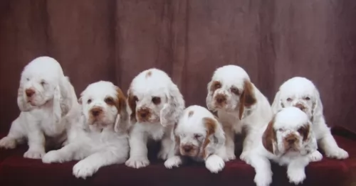 clumber spaniel puppies - health problems