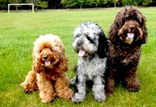 cockapoo dogs - caring