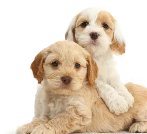 cockapoo puppies - health problems