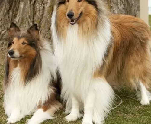 collie dogs - caring
