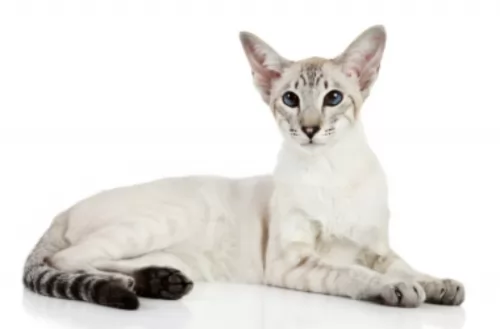 colorpoint shorthair cat - characteristics