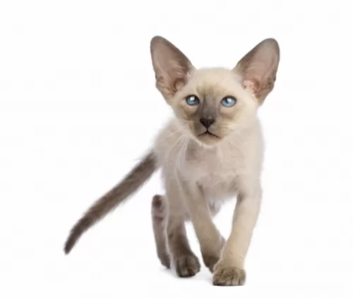 colorpoint shorthair kitten - description