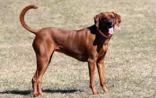 coonhound dog - characteristics