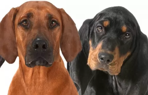 coonhound dogs - caring