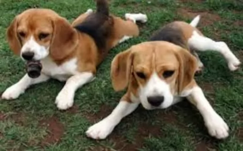 coonhound puppies - health problems
