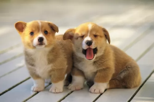 corgi puppies - health problems
