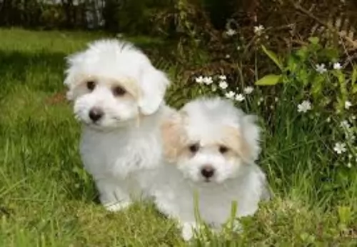coton de tulear puppies - health problems