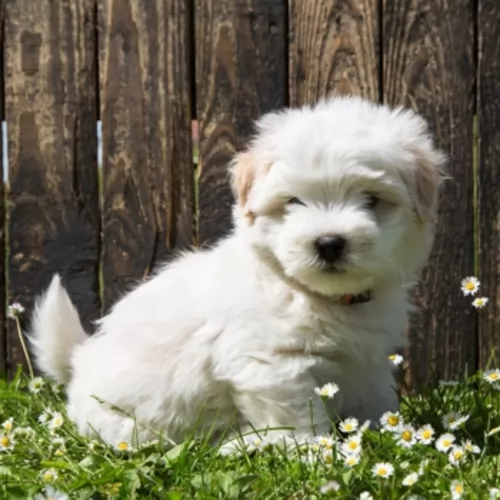 coton de tulear puppy - description