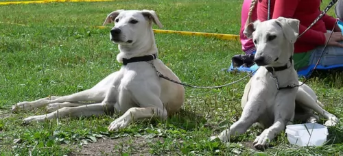 cretan hound dogs - caring