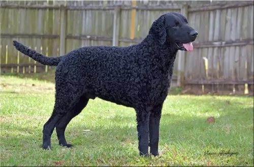 curly coated retriever dog - characteristics