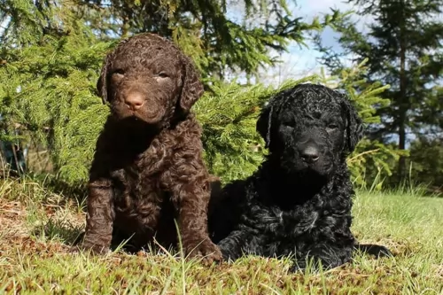 curly coated retriever puppies - health problems