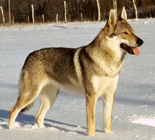czechoslovakian wolfdog - history