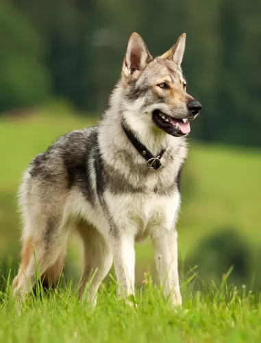 czechoslovakian wolfdog dog - characteristics