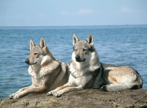 czechoslovakian wolfdog dogs - caring