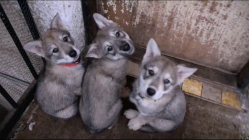 czechoslovakian wolfdog puppies
