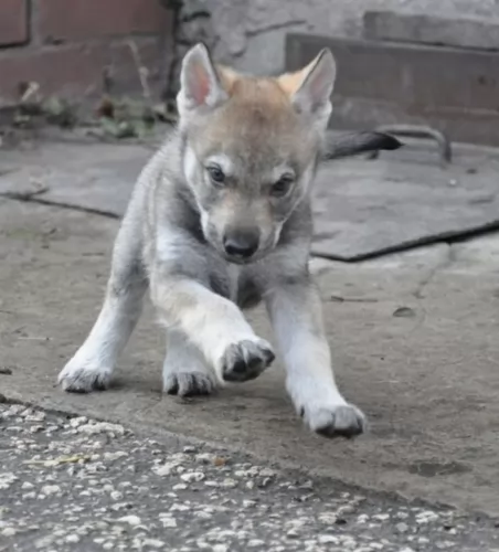 czechoslovakian wolfdog puppy - description