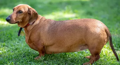 dachshund dog - characteristics