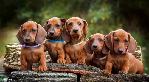 dachshund puppies - health problems