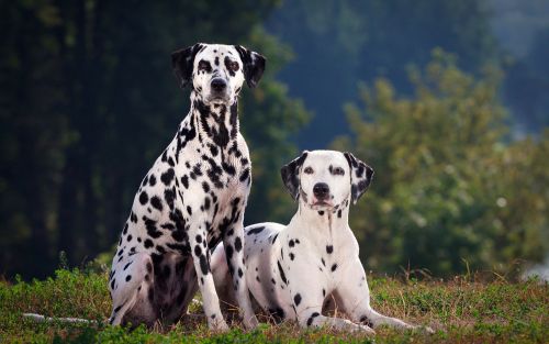 dalmatian dogs