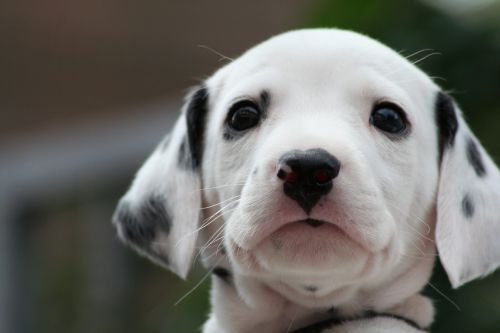 dalmatian puppy