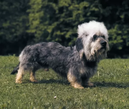 dandie dinmont terrier dog - characteristics