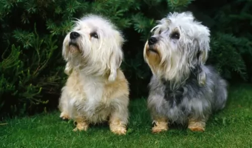 dandie dinmont terrier dogs - caring