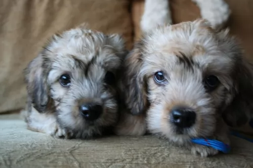 dandie dinmont terrier puppies - health problems