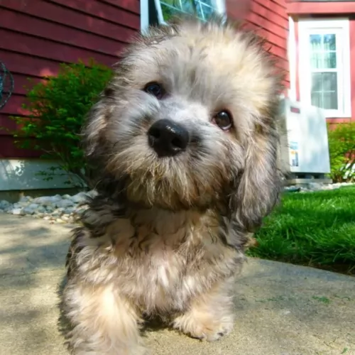 dandie dinmont terrier puppy - description