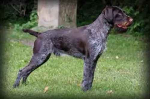 deutsch drahthaar dog - characteristics