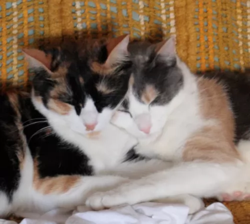 dilute calico cats - caring