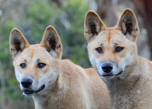 dingo dogs - caring