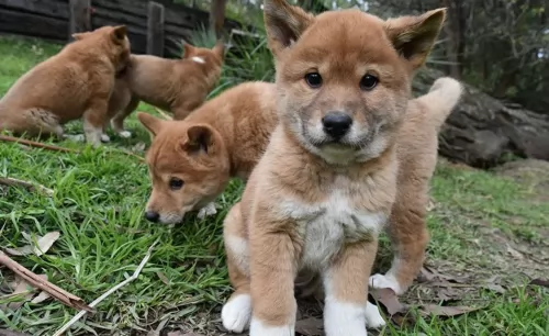 dingo puppies - health problems