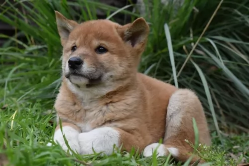 dingo puppy - description