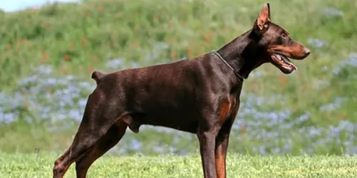 doberman pinscher dog - characteristics