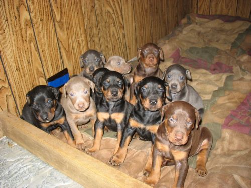 doberman pinscher puppies